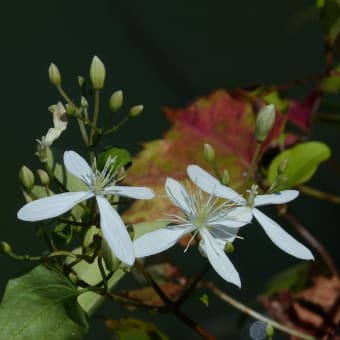 花図鑑 植物図鑑を見る みんなの花図鑑 掲載数 3 406件 花図鑑 植物図鑑を見る みんなの花図鑑 掲載数 3 406件