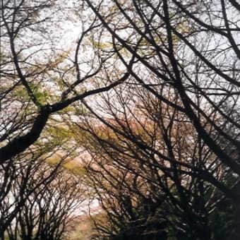 国立天文台の桜, Sakura in NAOJ, 25, 2007/04