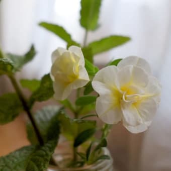 おうちで燻製とお花。
