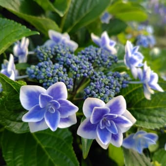 紅花の季節