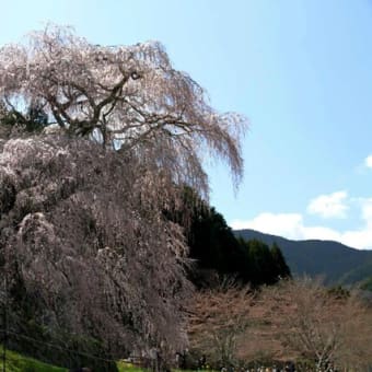 宇陀の又兵衛桜