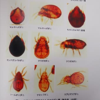 葉状条虫を媒介するササラダニの研究