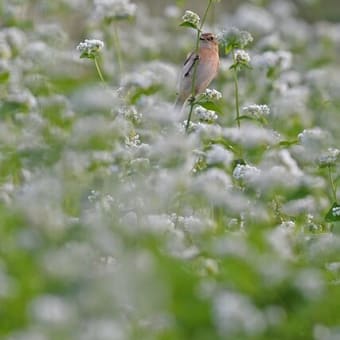 ソバの花にノビタキが止まってくれました。仕草が可愛いです。