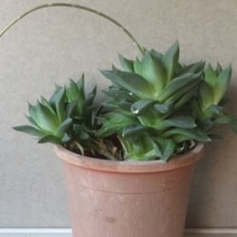2月の花　（自宅）