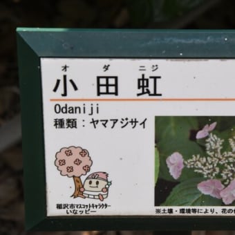 巣立ち前の隼