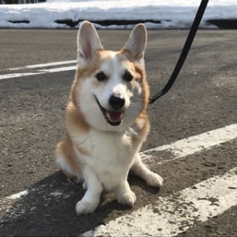 こてちゃん