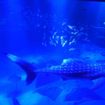Ｓｐｌａｓｈ!　2017年帰省旅＊のとじま水族館編