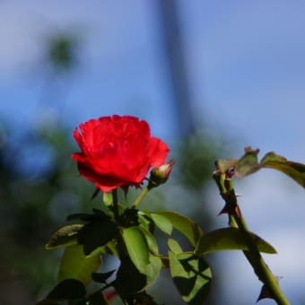 花を求め長居植物園へ