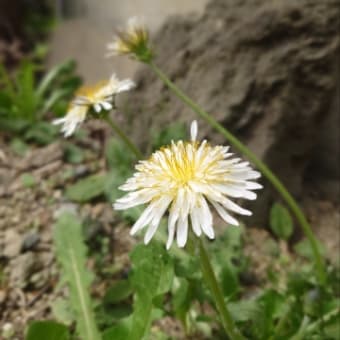 たんぽぽ