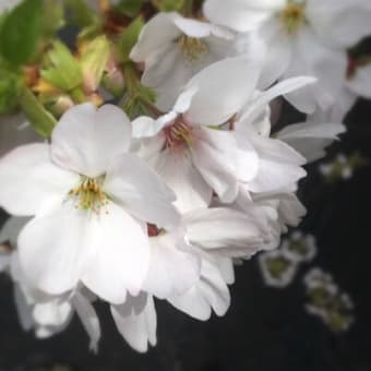 石神井川沿いの桜