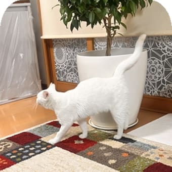 metikaちゃん