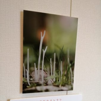 キノコは菌類のお花✿写真展