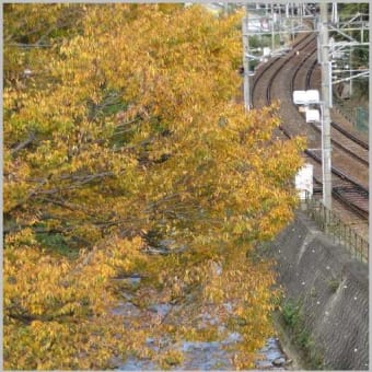 「立冬」はや、冬なのか