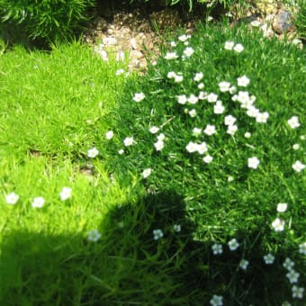 池の植物