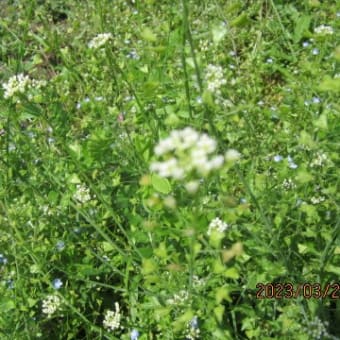 春を感じる草花