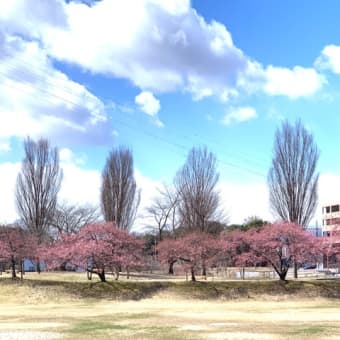 河津桜が三分咲きとなりました。