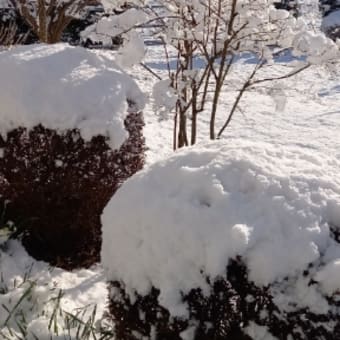 雪景色