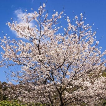 キャンプ場の桜が満開に