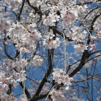 桜（さくら）と暦（こよみ）　－久保野和行