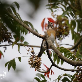 Welcome bird・・・・・マミチャジナイ登場！！