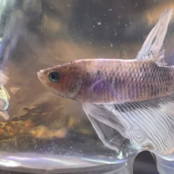 中古1800 ×900×450 FRP舟 - モンスターアクアリウム