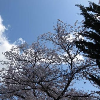 近所の「さくら」