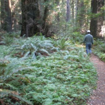カリフォルニアからハ～イ！（２）　セコアイア、セコイア、セコイア　Avenue of the Giants