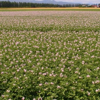 北海道の小麦畑とジャガイモ畑の花・小樽運河の写真