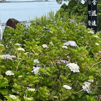 沼津のあじさい祭りに行ってきた