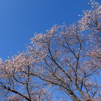 四季桜とサクラの紅葉