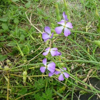 角島の植物たち