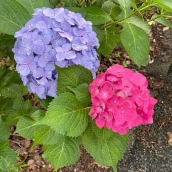 紫陽花見学in櫛田神社(*^^)v