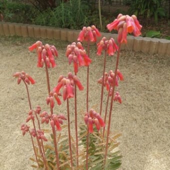 2月の花　（自宅）