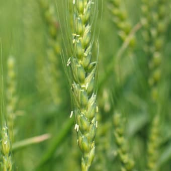 アブラナ畑と大麦畑・・荒川が育むもの。