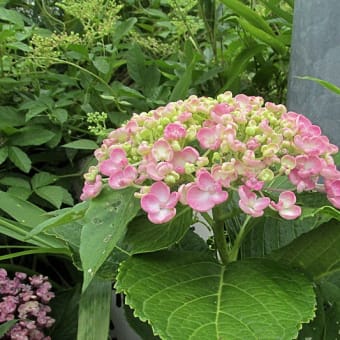 梅雨の花といえばあじさい