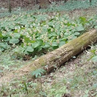 クマガイソウは花盛り