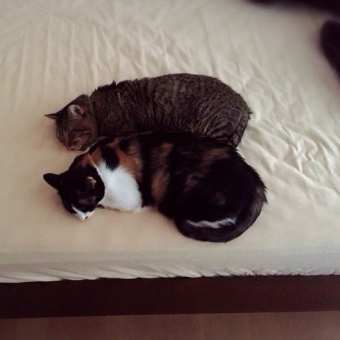 猫も丸くなり…