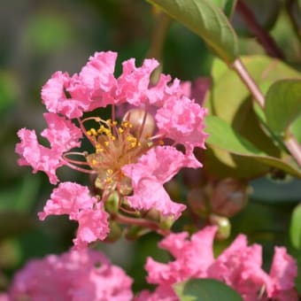 オンシジウム フォーベシイ みんなの花図鑑 掲載数 3 406件 オンシジウム フォーベシイ みんなの花図鑑 掲載数 3 406件