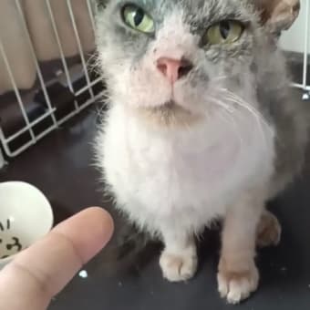 置き去りにされた疥癬猫さん