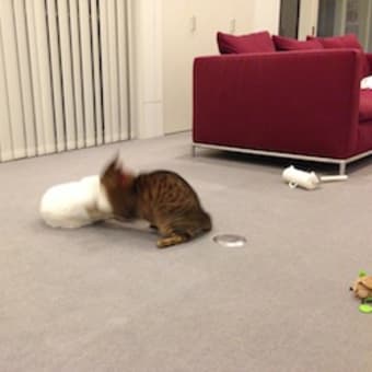 ミアッテ、ミアッテ。