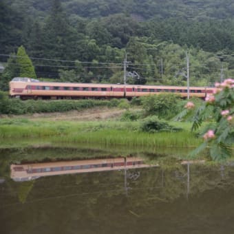 合歓の花と381系「こうのとり」