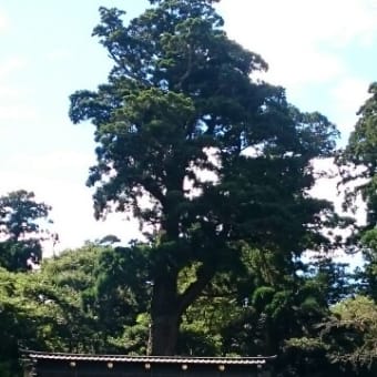 鹿島神宮の御神木