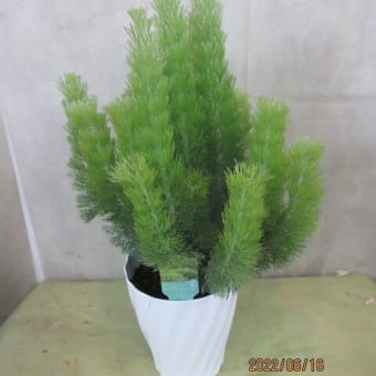 千成柿8寸鉢(縦100cm横70cm)を入荷致しました。(庭植え用