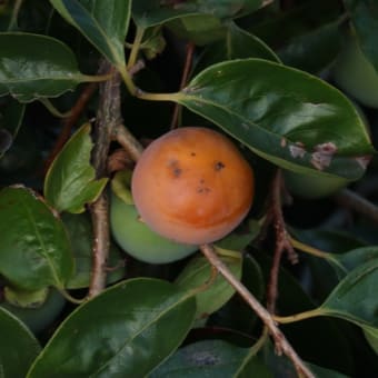江戸川散歩2