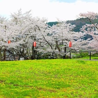 福泉寺の桜　2025　弐
