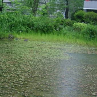 しずかな雨の朝