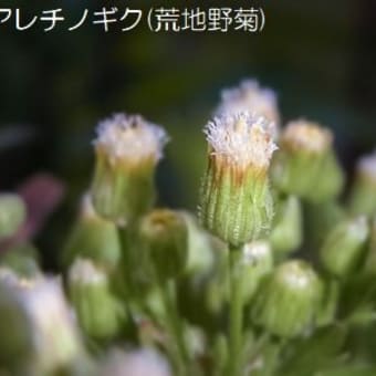 ４月に撮影した花（１）