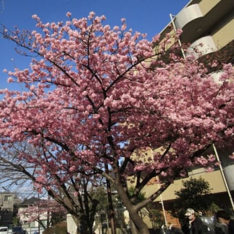 船橋中央公園のサクラが満開