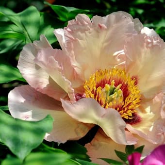 花散歩 京都府立植物園 2018/05/01