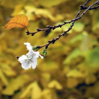 2019年冬桜　12月10日